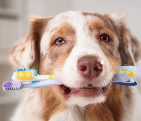 Dog Dental Care