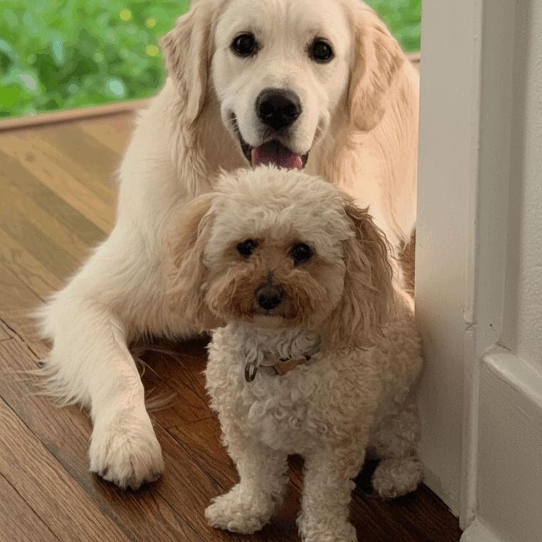 geminigeneratedimageo4jevro4jevro4je - Broward Bark