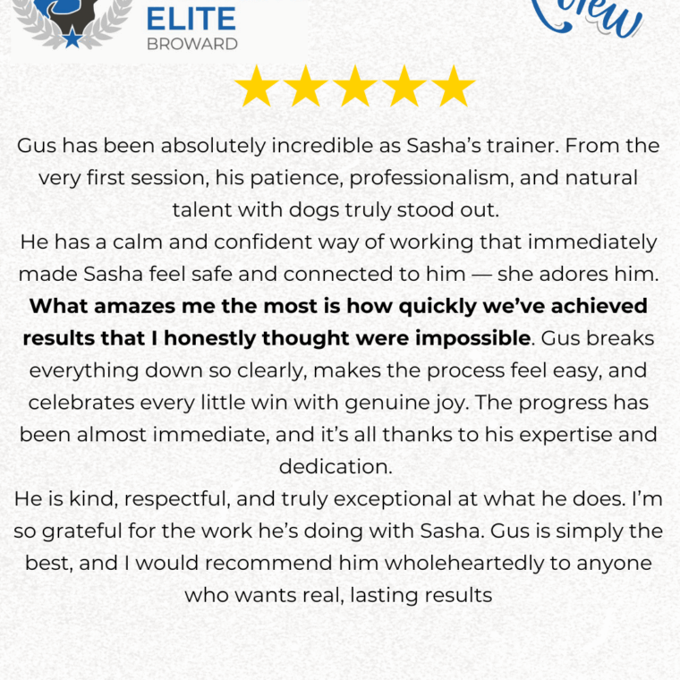 gus has been absolutely incredible as sashas trainer from the very first session his patience professionalism and natural talent with dogs truly stood out he has a calm and confident way of 1 - Broward Bark