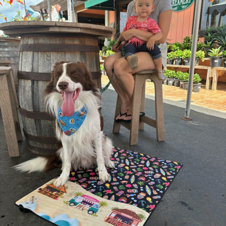 A Familiar Mat For Your Dog On Outings