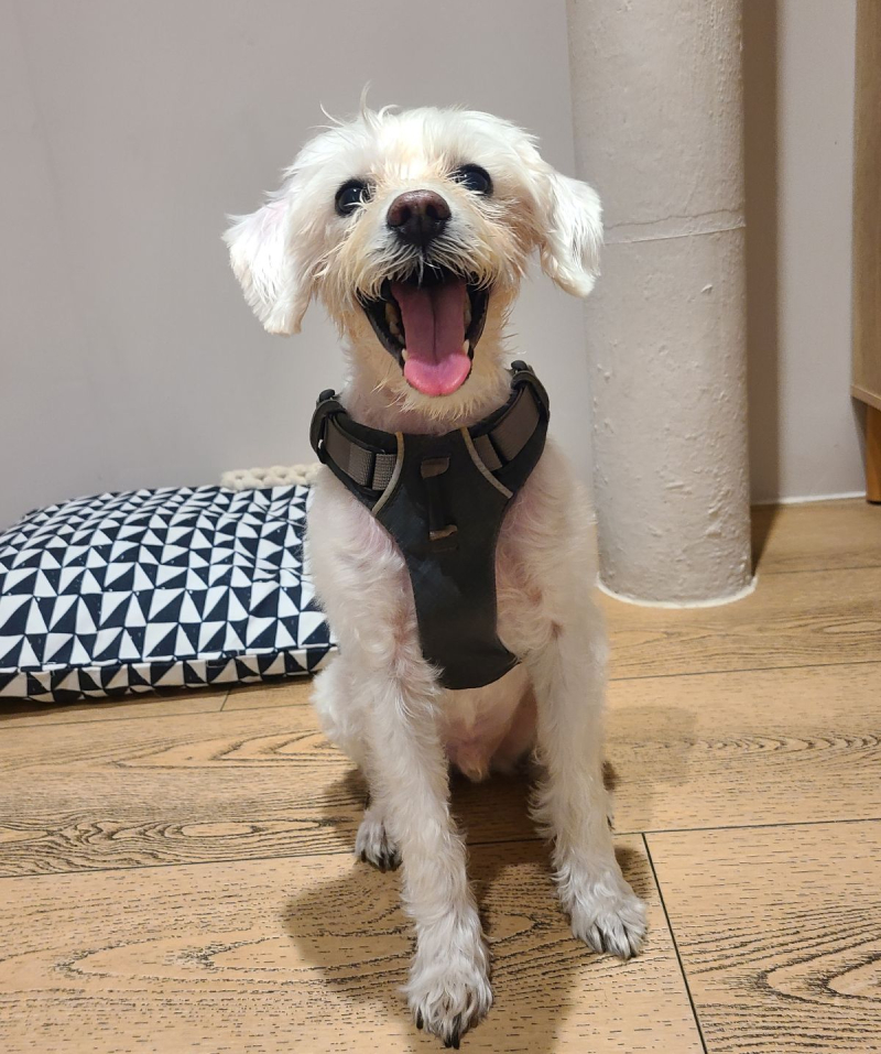 HealthySmiles Pet Dental