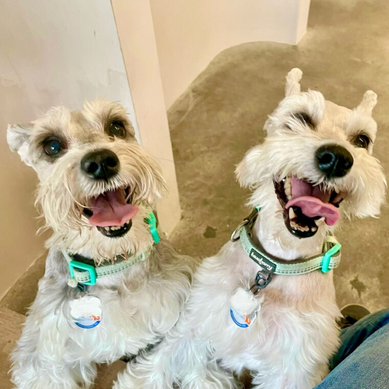 Healthy Smiles Pet Dental Spa - Plantation