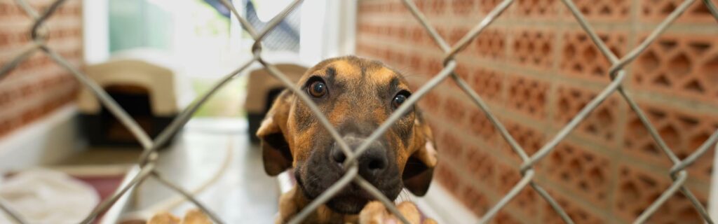 How To Adopt A Dog In Broward County