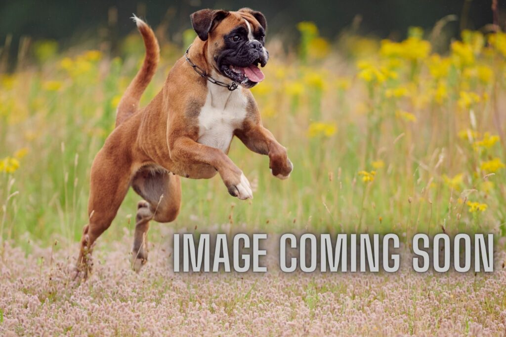 Image Coming Soon