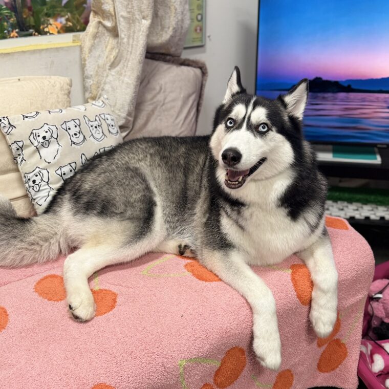 img0882 - Broward Bark