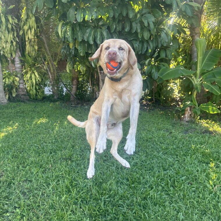 Dog Walking Services