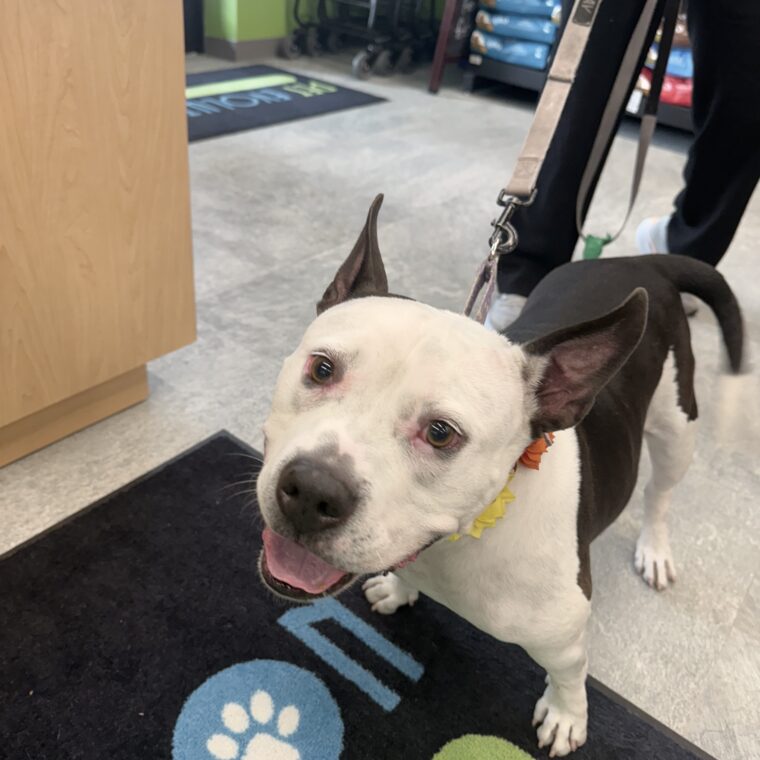 Pet Evolution - Cooper City