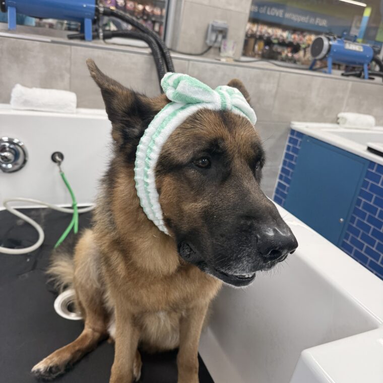 Pet Evolution - Cooper City