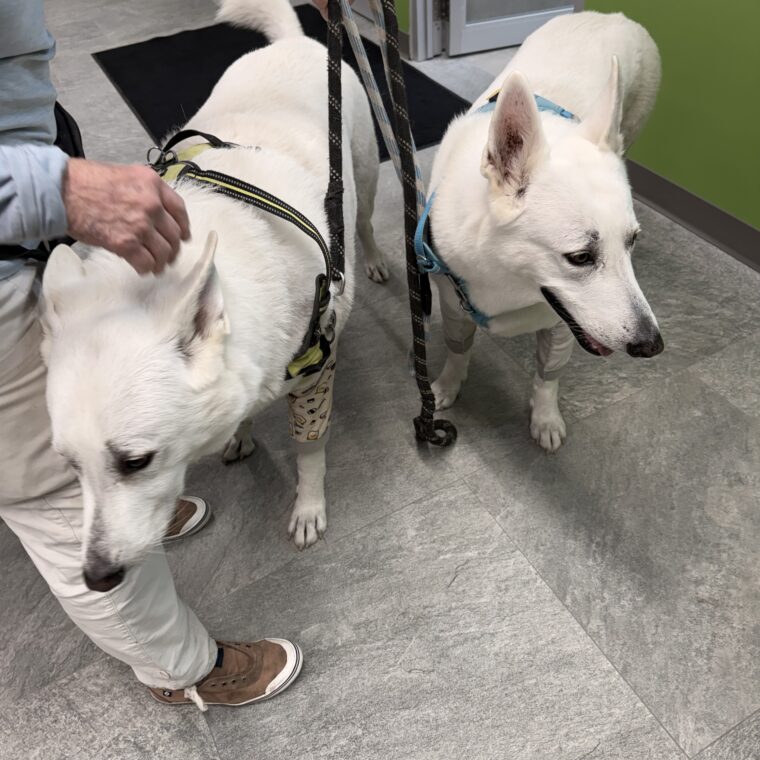 Pet Evolution - Cooper City