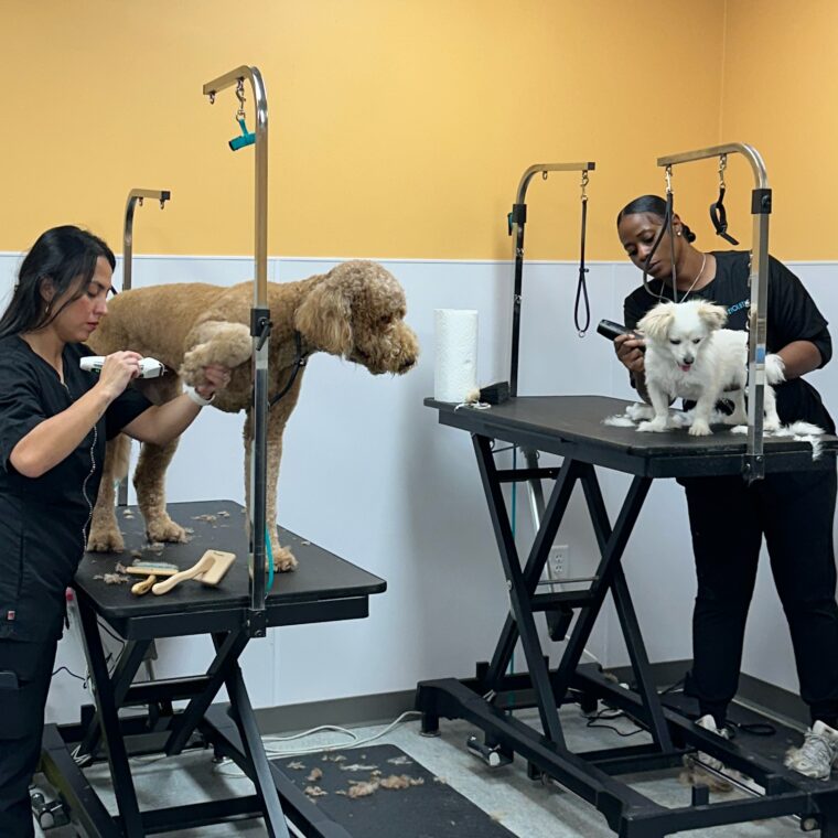 Pet Evolution - Cooper City