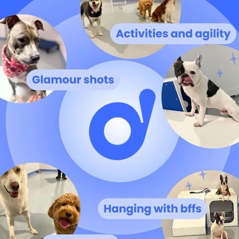 Give Your Dog The Gift Of Play