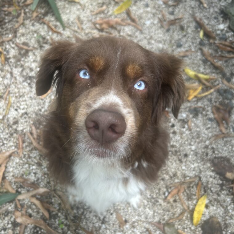 img8031 - Broward Bark