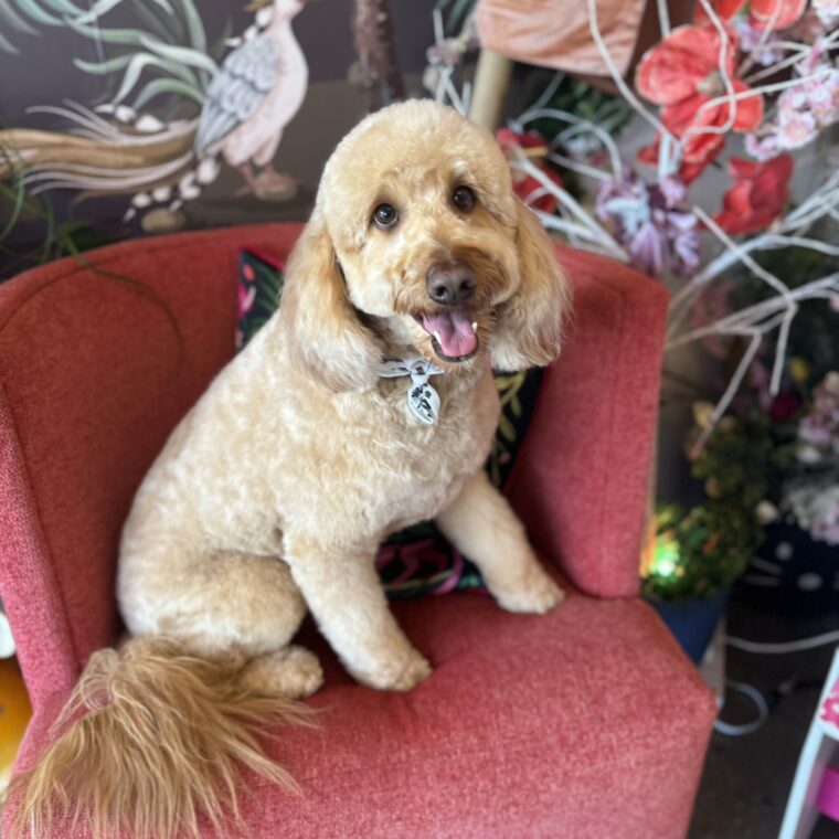 Best Pet Spa Davie FL Best Pet Spa Davie FL