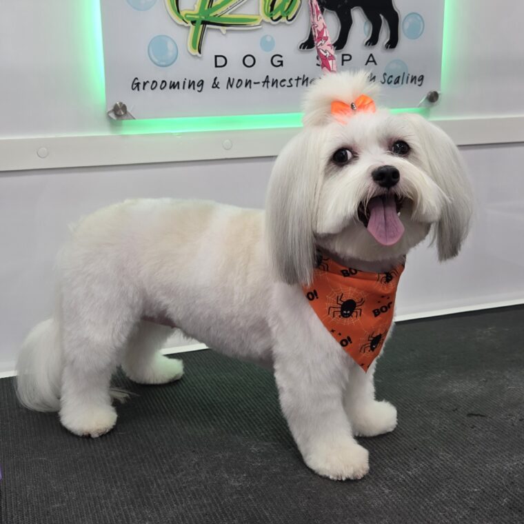 inbound1379102334521227898 - Broward Bark