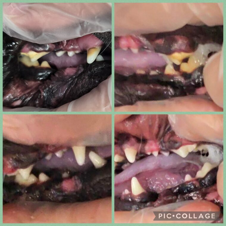 inbound271645633756680448 - Broward Bark