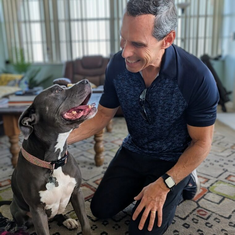 Reactive Pitbull Training