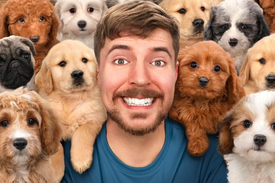 Mr. Beast Adopts 100 Dogs - Broward Bark Mr. Beast Adopts 100 Dogs