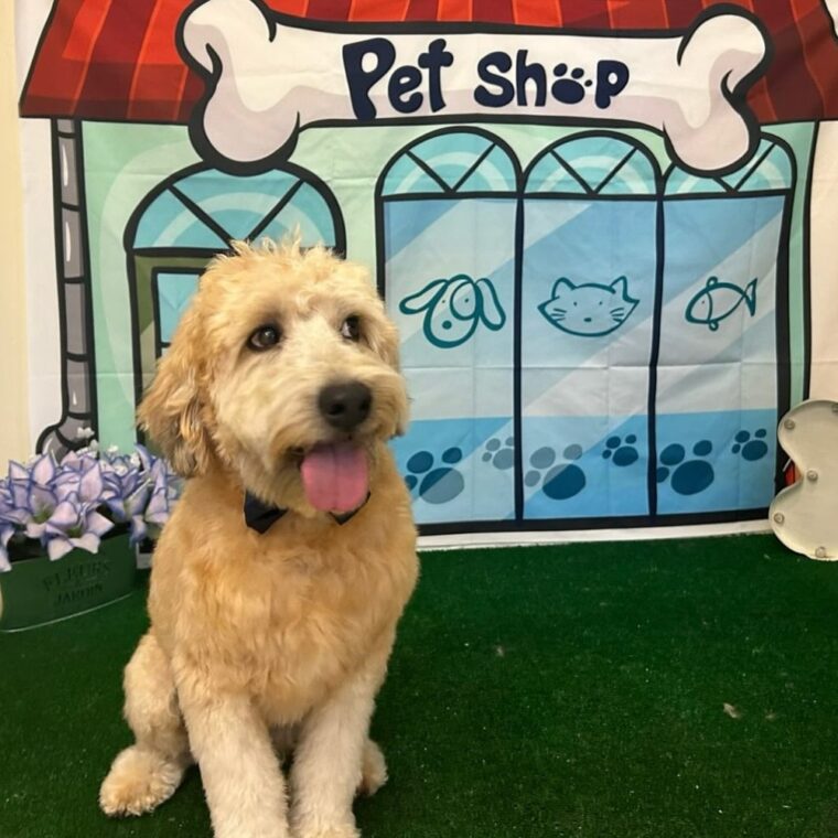 Paws Up Pet Salon