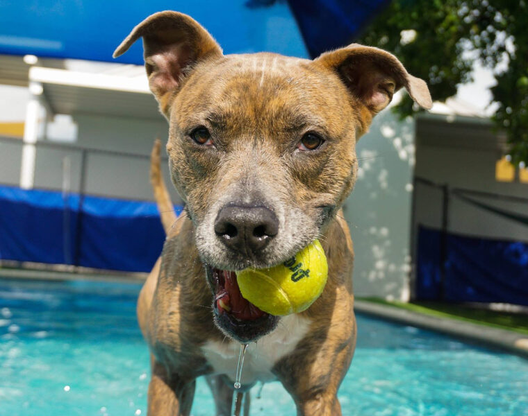 Pet Lodge Of South Florida - Lauderdale