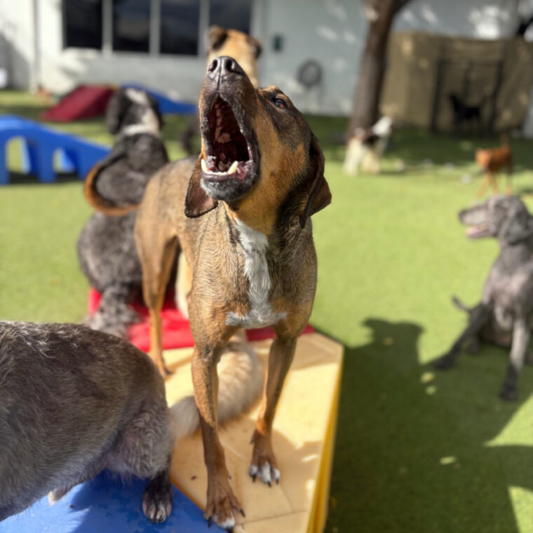 Pet Lodge Of South Florida - Lauderdale