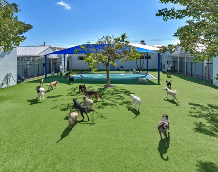 Pet Lodge Of South Florida - Lauderdale