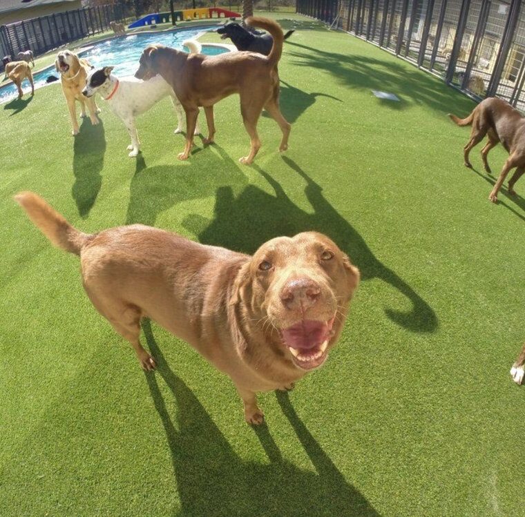 Pet Paradise - Davie