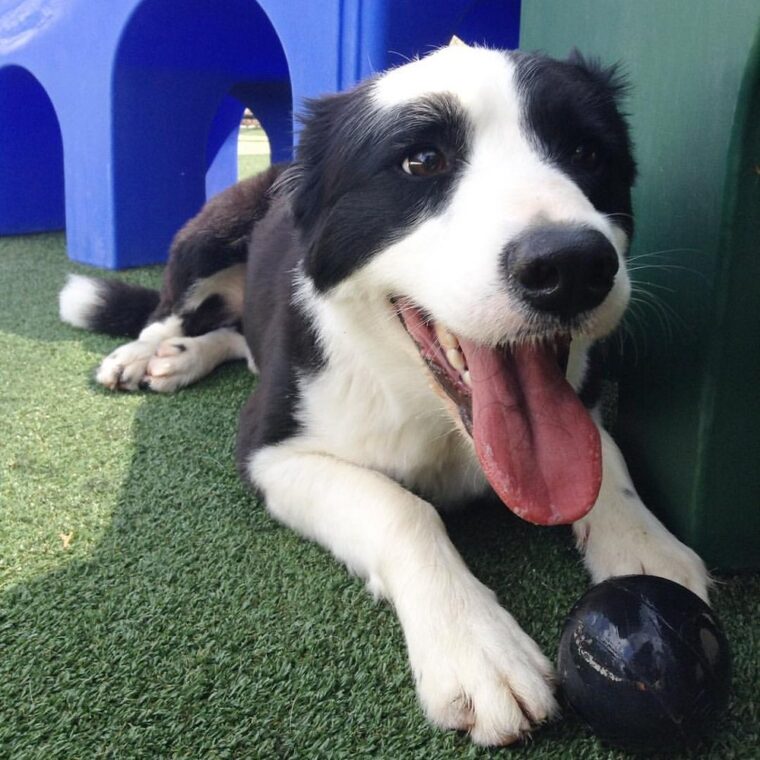 Pet Paradise - Davie