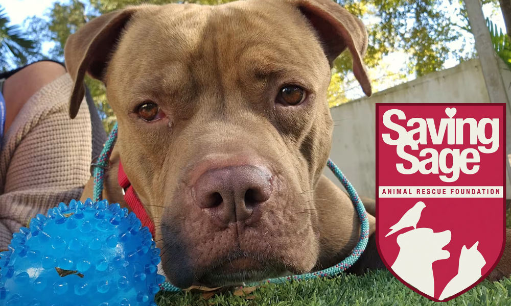 Saving Sage - Free Adoption