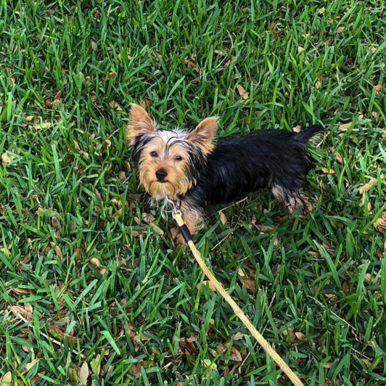 South Florida Pet Sitter