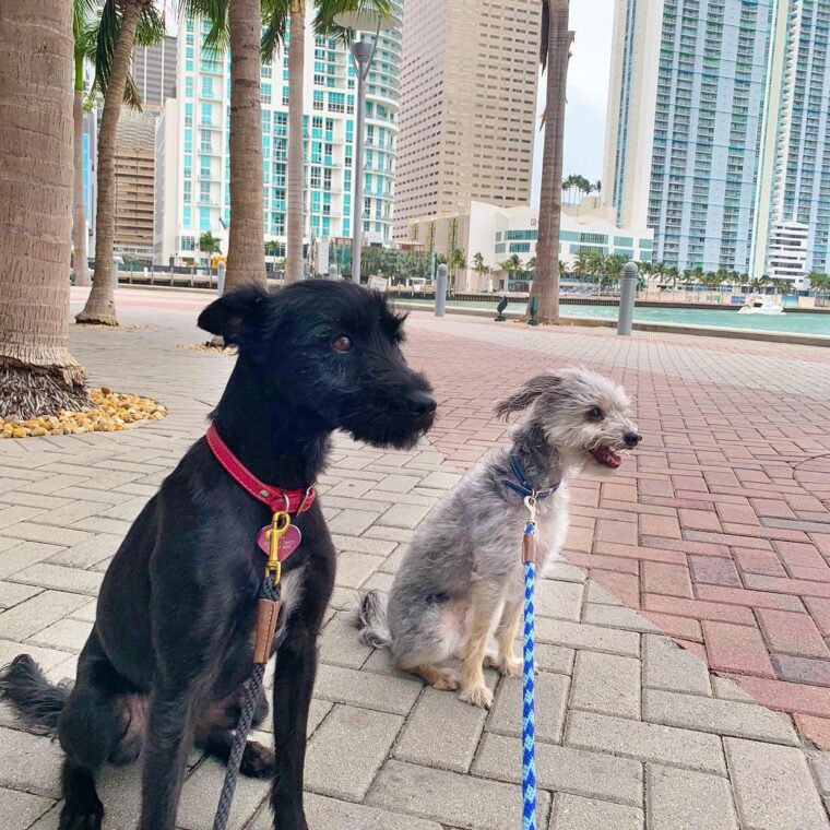 South Florida Pet Sitter
