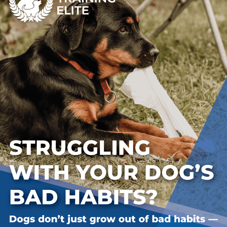 struggling with bad habits meta1 - Broward Bark