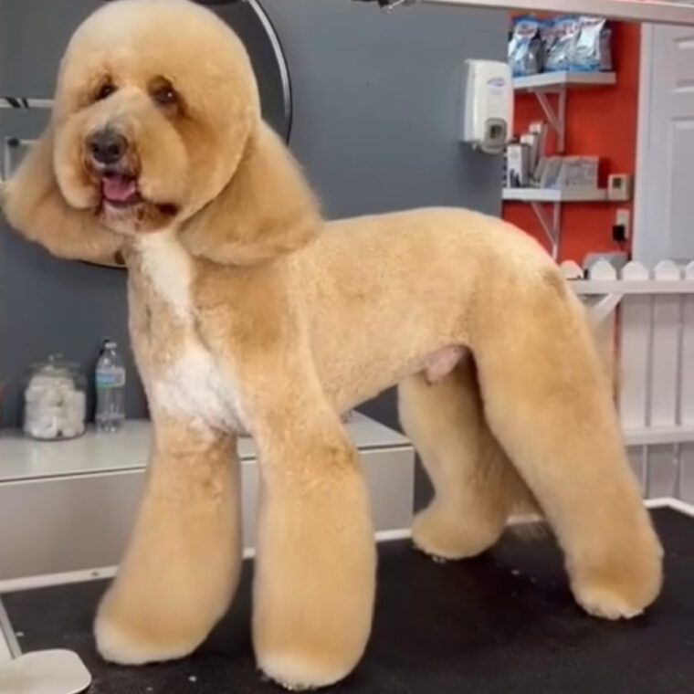 After Luxury Groom