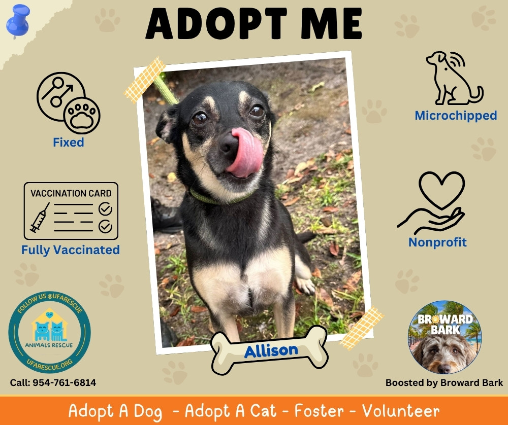 Dog Adoption